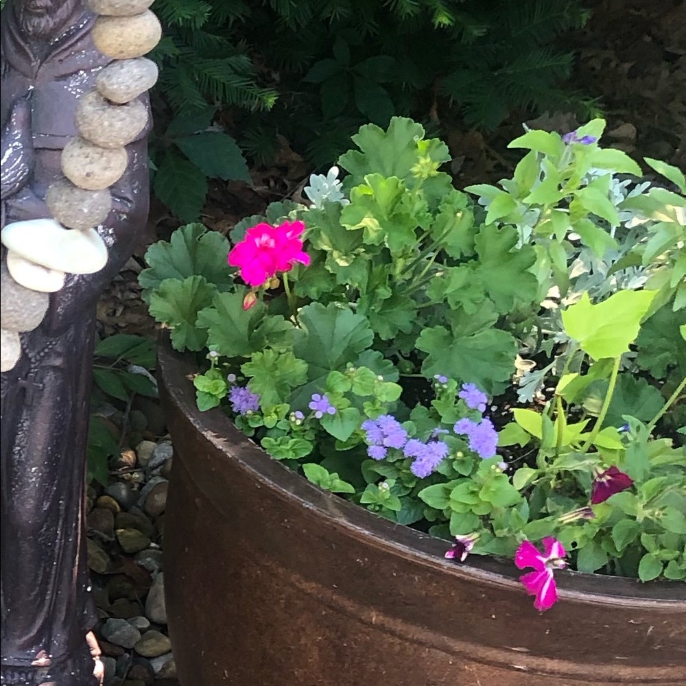 Meet your Posher, Carla